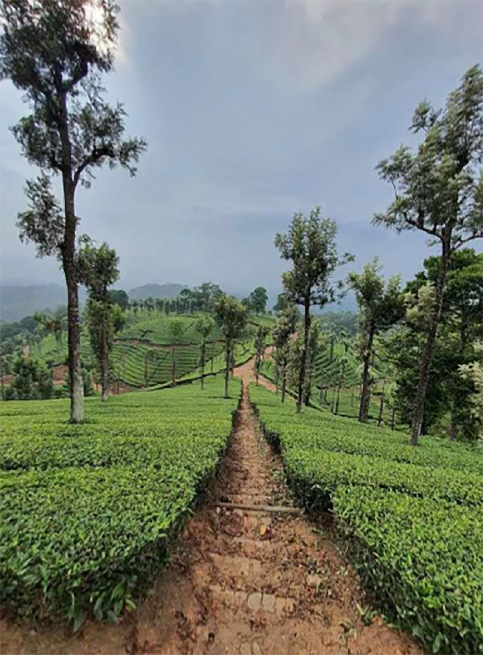 Jalinga Tea Estate